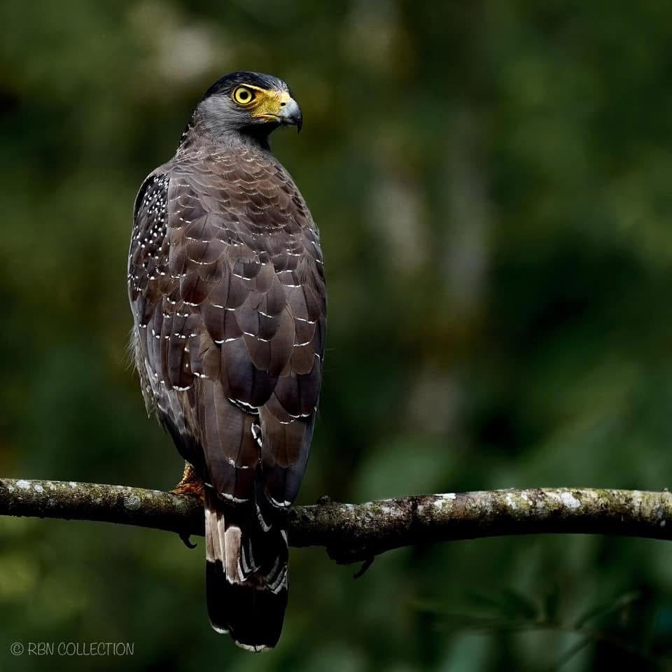 Surrounding environment