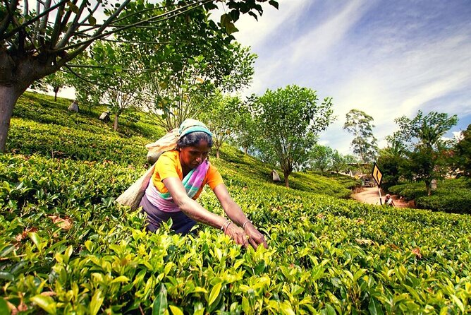 Tea Plucking