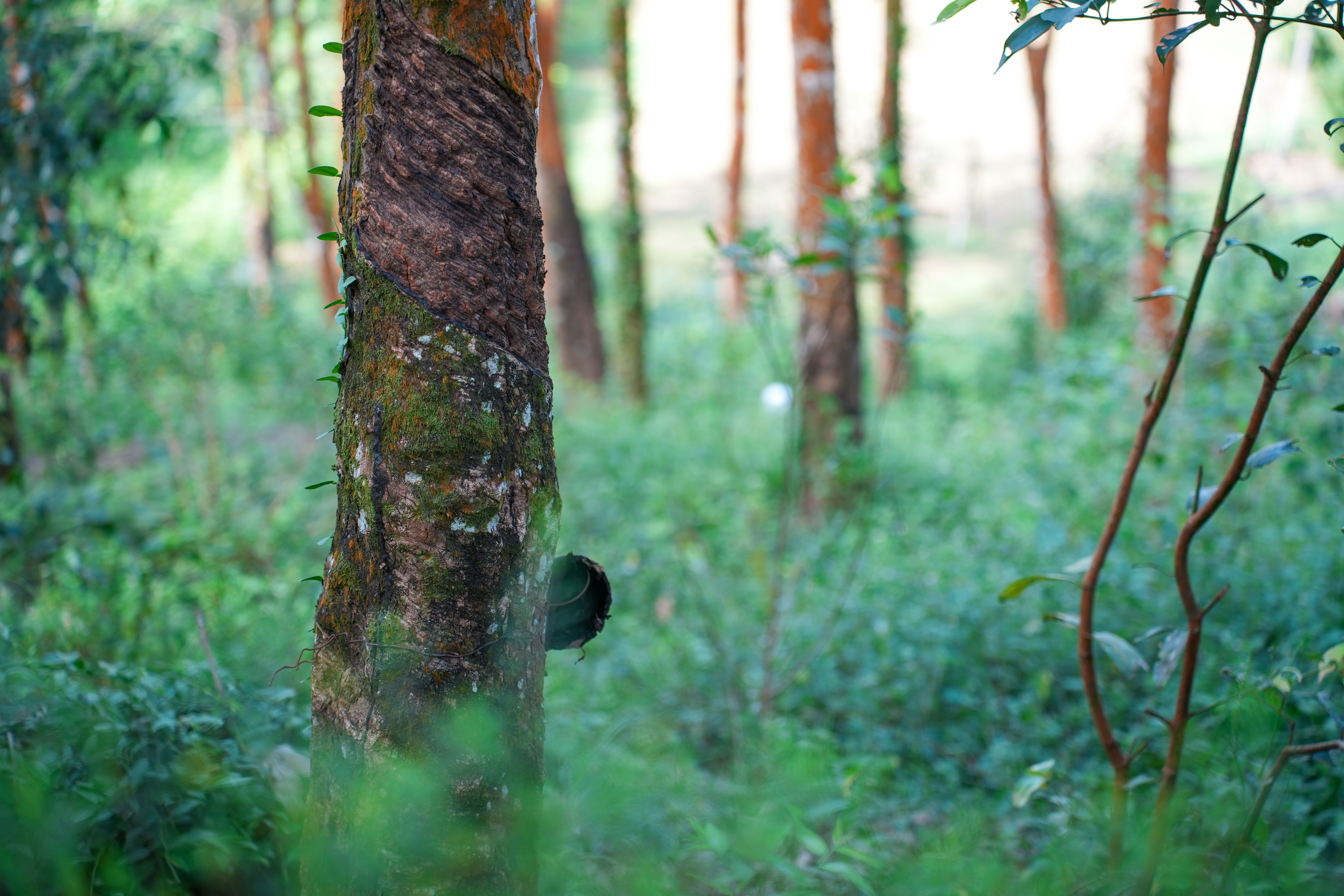 Surrounding environment